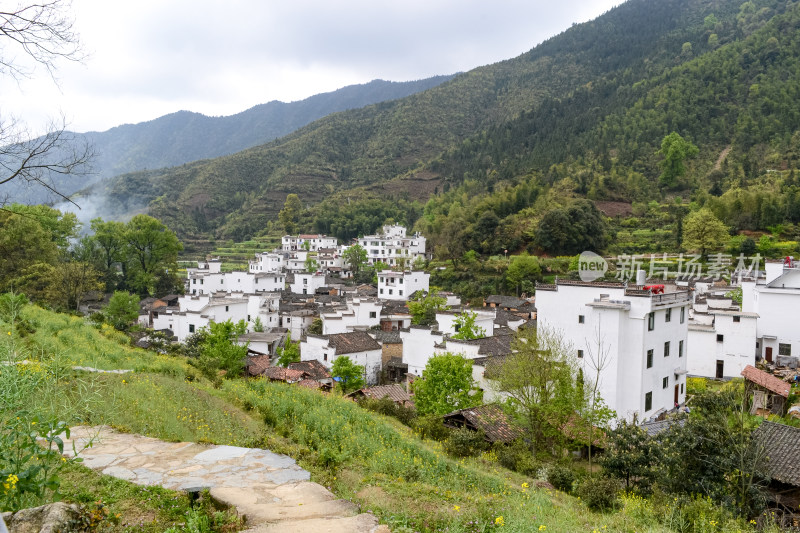 婺源梯田油菜花