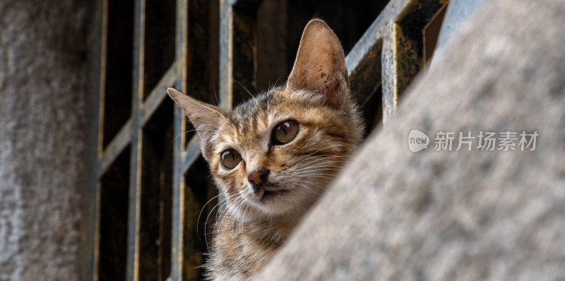 流浪小猫