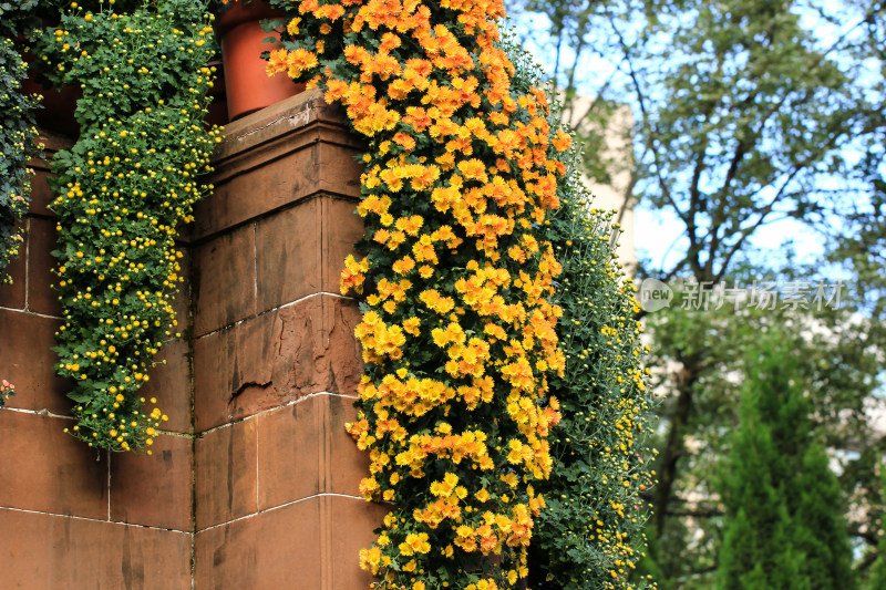 菊花花墙背景