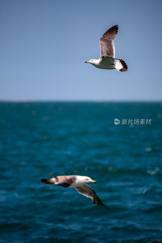 山东威海海天之间飞翔的海鸥