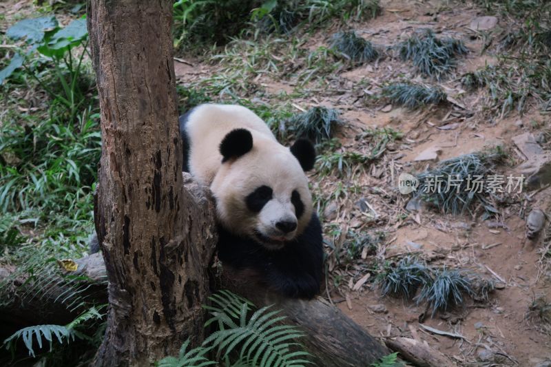 广州长隆动物园熊猫村