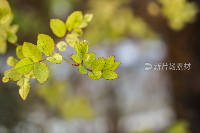 野蔷薇树叶特写