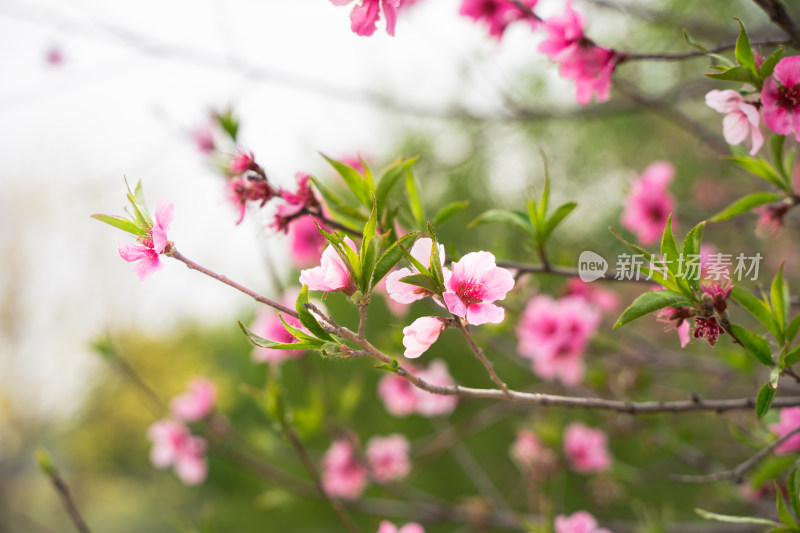 桃花绿叶树枝花朵