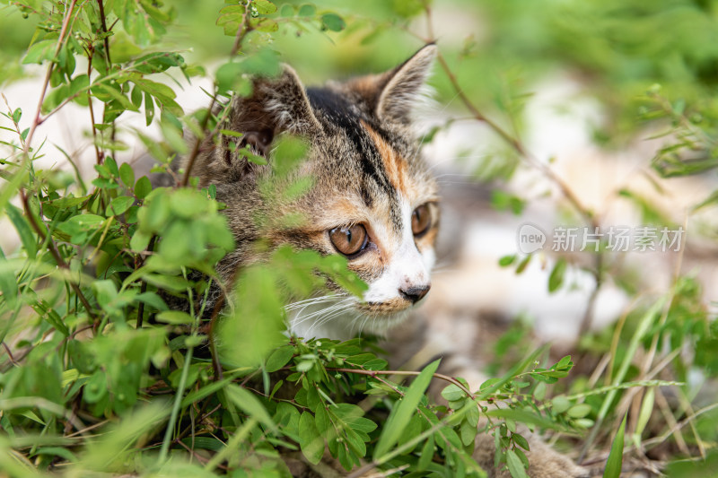 小猫咪、狸花猫、宠物猫