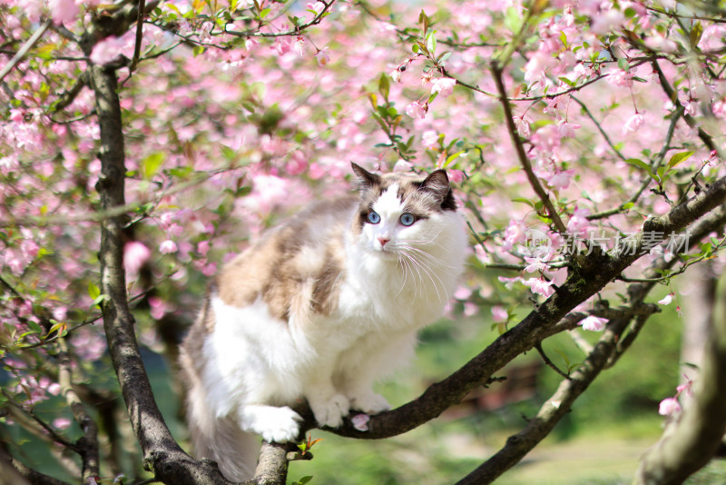 海棠花和布偶猫