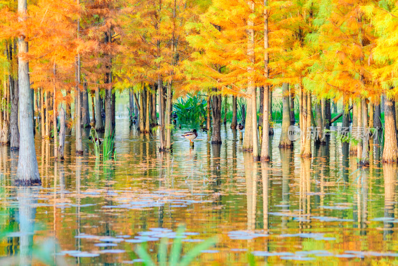 成都白鹭湾湿地公园水杉秋景