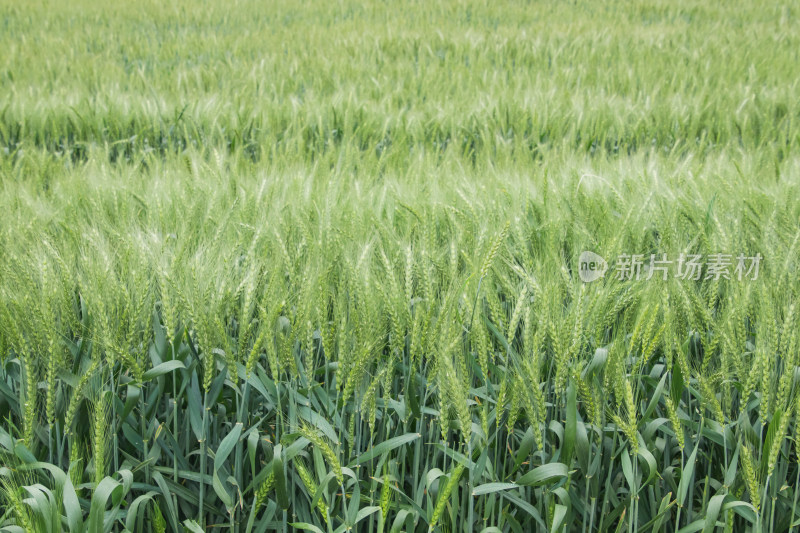 大片麦田景观