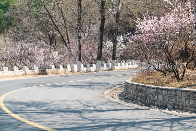 春天北京山区公路旁盛开的山杏花