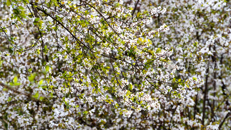春天小区里的杏花树盛开