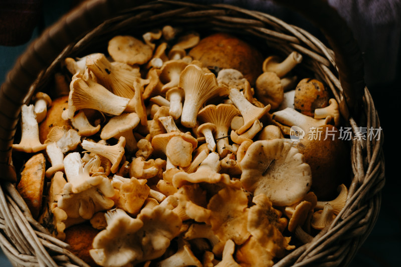 野生菌蘑菇生长环境菌类山菌