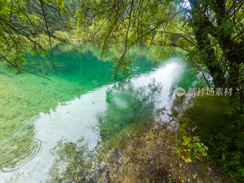 静谧的森林与湖景