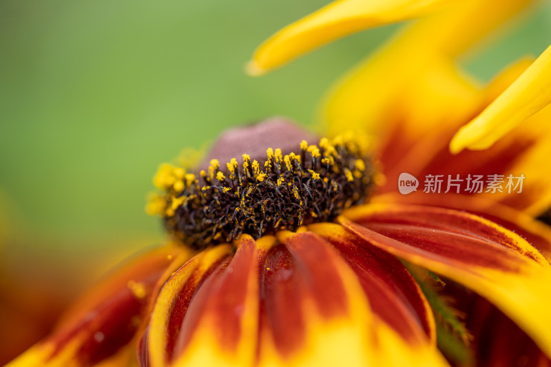 园艺植物黑心菊微距特写