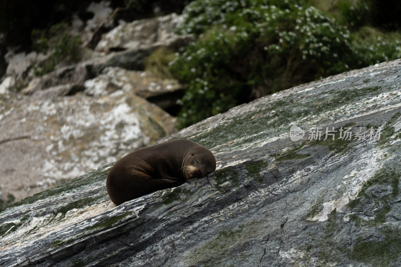 新西兰米佛峡湾Milford Sound野生海豹