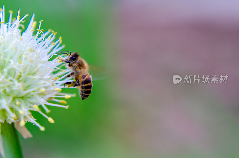 菜园中葱花葱头和蜜蜂特写