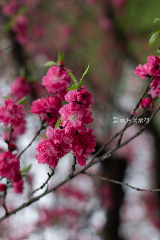 杭州西湖苏堤粉色桃花盛开的树枝特写