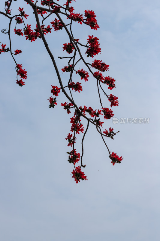 春天木棉花