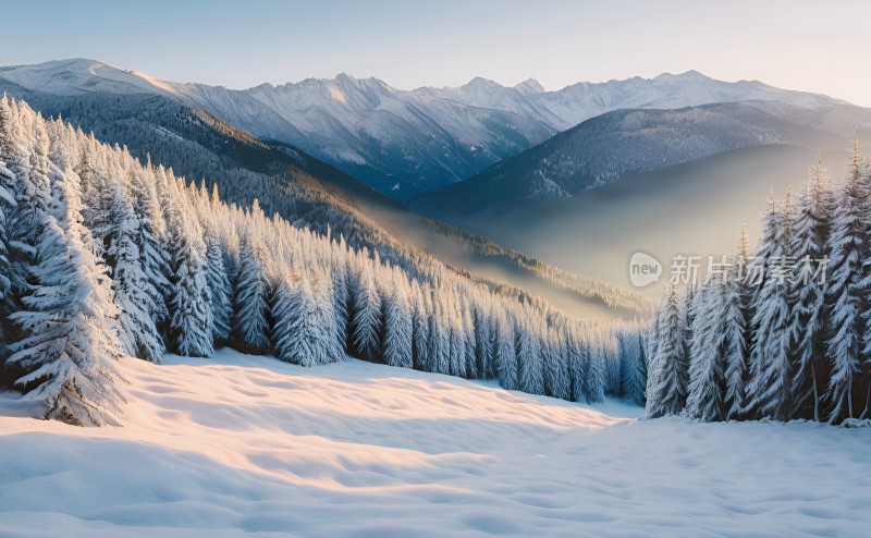 冬季森林白雪覆盖风景