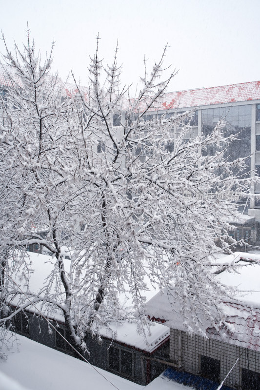 暴雪天银装素裹的树