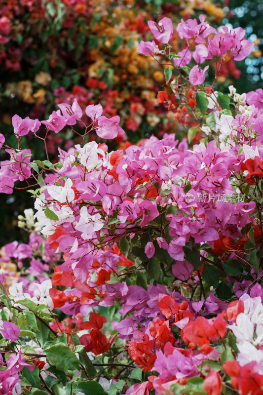 北京花乡公园三角梅