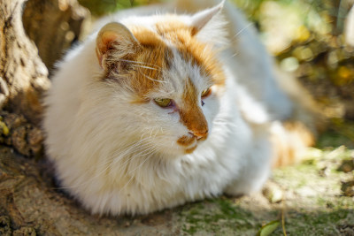 树下的猫流浪猫