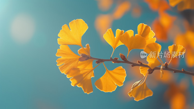春光乍泄：银杏叶在春日阳光下的灵动与优雅