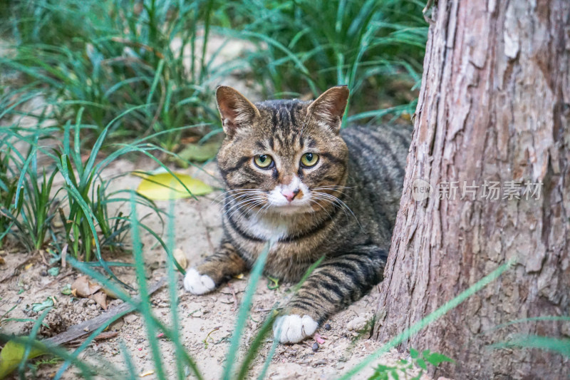 狸猫狸花猫在户外休息