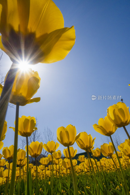 春天公园里盛开的郁金香花海自然风景