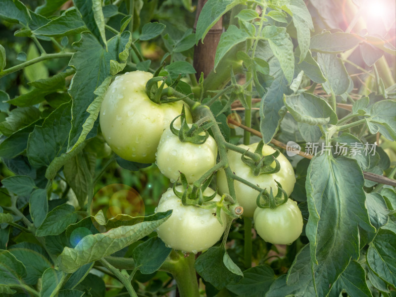西红柿种植园