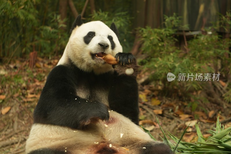 大熊猫萌萌采食画面