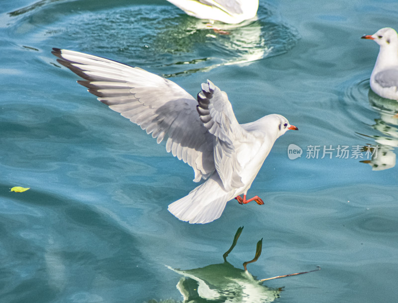 碧海蓝天中的海鸥之舞