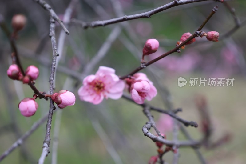 粉色梅花微距特写