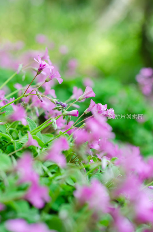 粉色小花红花酢浆草与绿叶特写