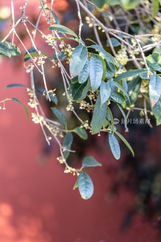 桂花树、桂花