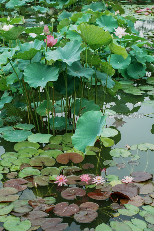 北京国家植物园睡莲