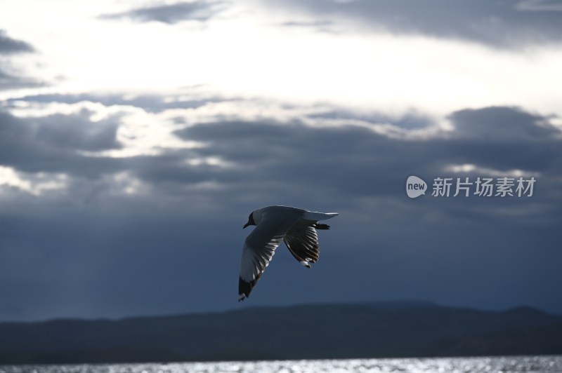 纳木错 海鸥