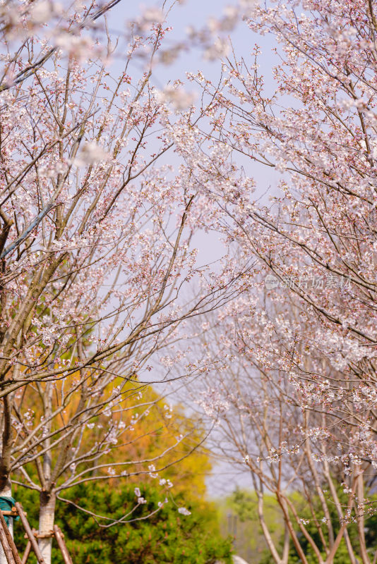 春日樱花季