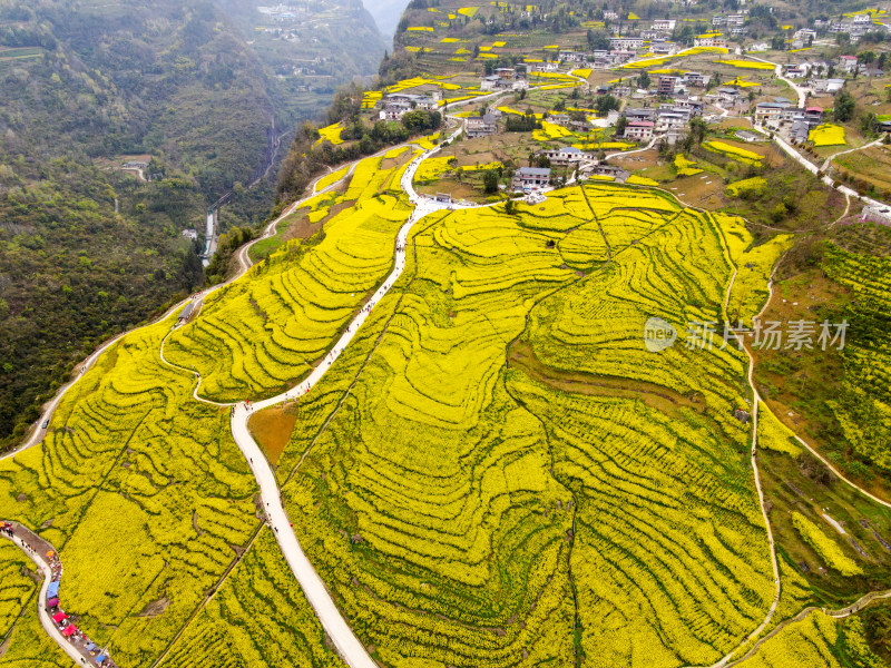 湖北恩施美丽春天农村三农油菜花花海