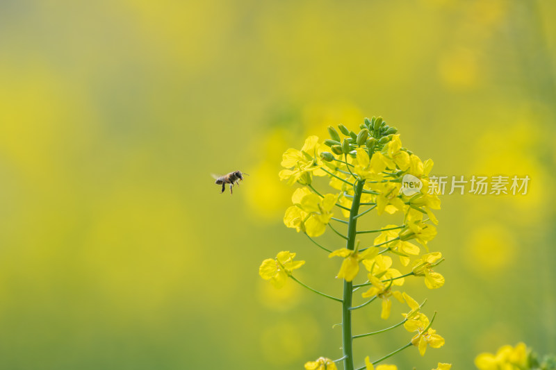 春天油菜花和蜜蜂