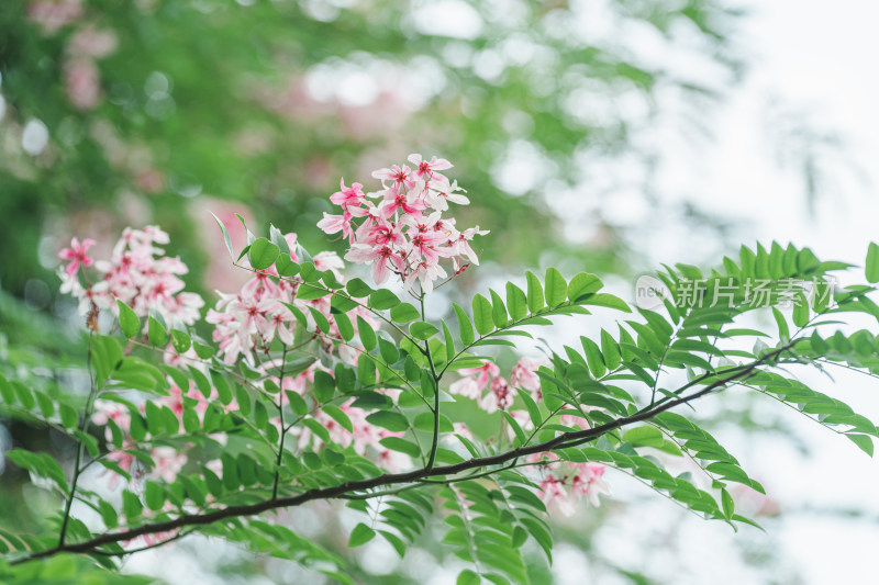 公园里盛开的节荚决明花