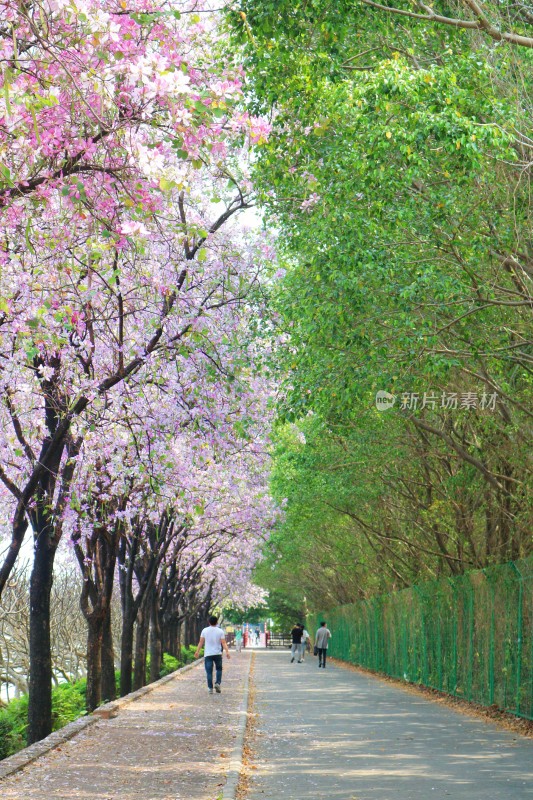 广州春天的紫荆花