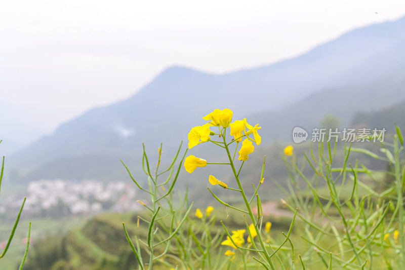 婺源梯田油菜花