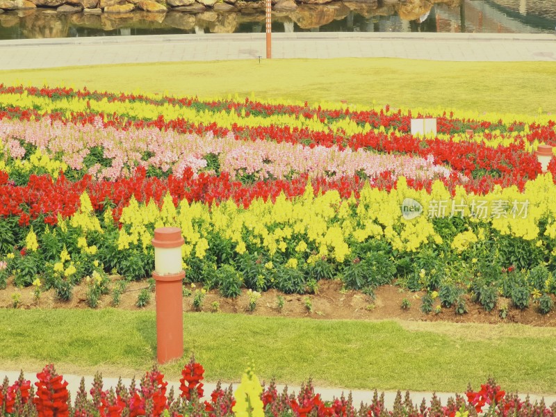 佛山市千灯湖公园金鱼草花海