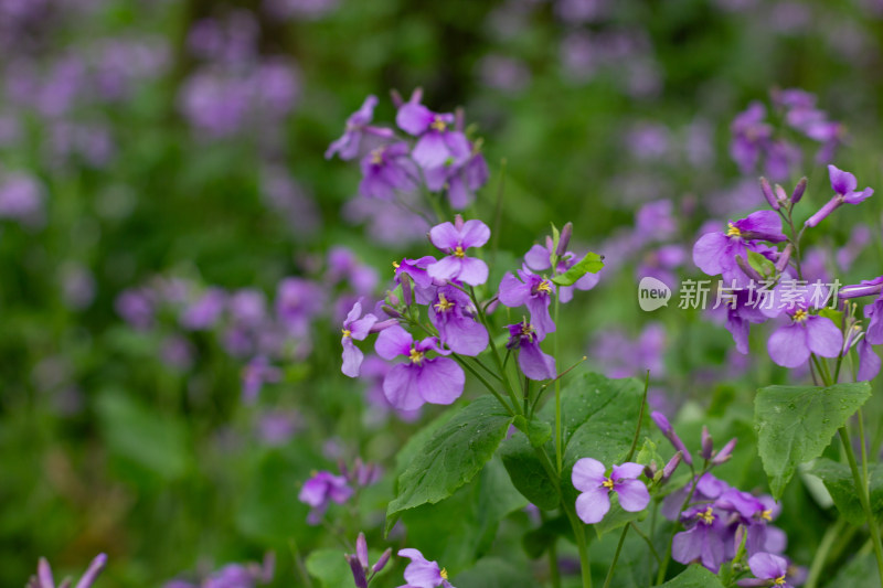 紫色二月蓝花朵特写 绿叶衬托尽显自然之美