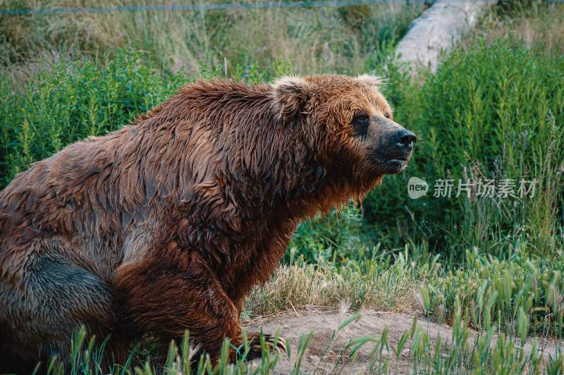 野生动物棕熊北极熊