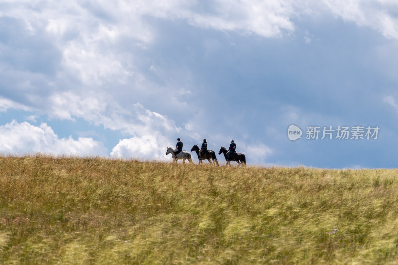 赛里木湖湖边茂盛森林草地的自然景观