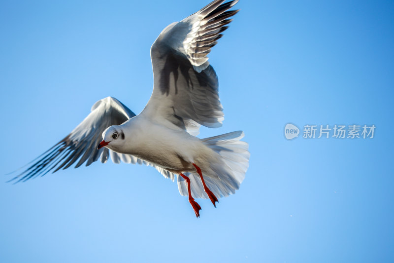 展翅飞翔的海鸥