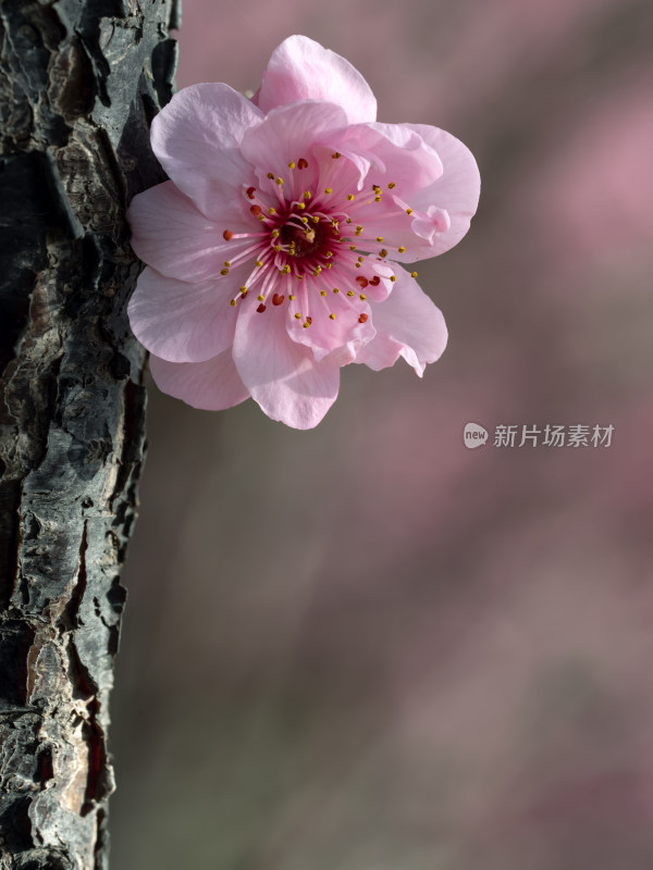 春暖花开粉红色梅花开放自然风景特写