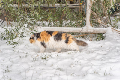 猫在雪天雪地行走前进寒冷冬季