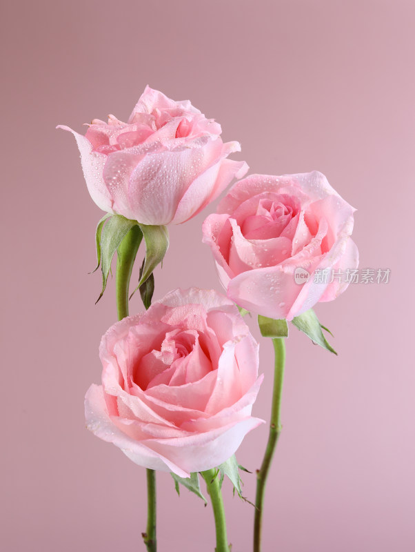 粉色背景上的一束情人节粉红色玫瑰花