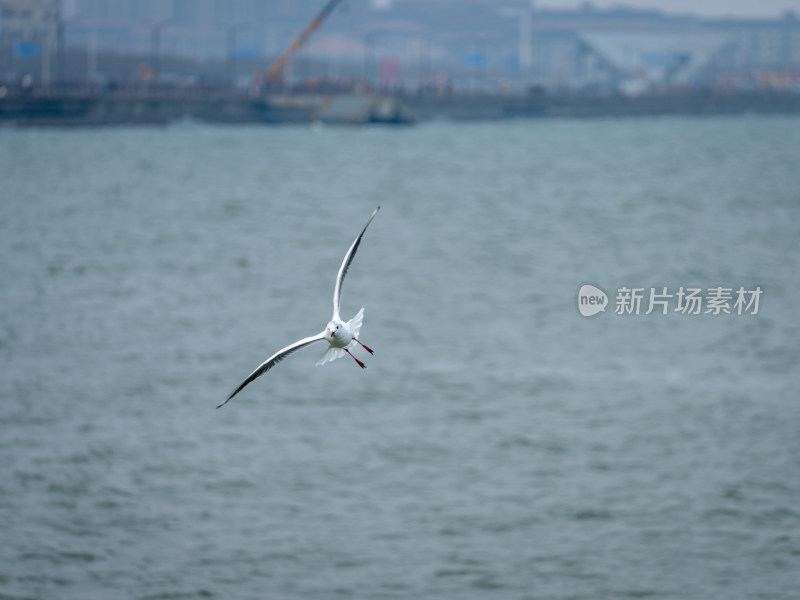 一只海鸥在阴天的海面上飞行，背景有港口